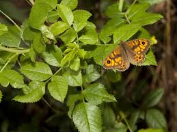 Attēlu rezultāti vaicājumam “Lasiommata megera male”