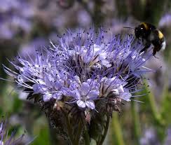 Attēlu rezultāti vaicājumam “Phacelia tanacetifolia”