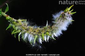 Attēlu rezultāti vaicājumam “Salix cinerea female flower”