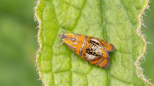 Attēlu rezultāti vaicājumam “Olethreutes arcuella”