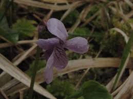 Attēlu rezultāti vaicājumam “Viola palustris”