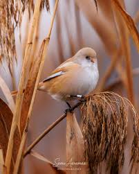 Attēlu rezultāti vaicājumam “Panurus biarmicus female”
