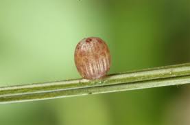 Attēlu rezultāti vaicājumam “Erebia aethiops upperside”
