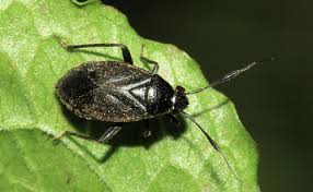 Attēlu rezultāti vaicājumam “Capsus ater”