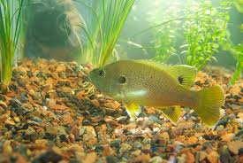 Image result for Lepomis cyanellus