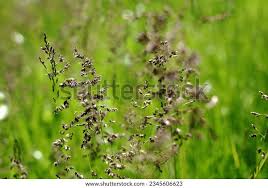 Attēlu rezultāti vaicājumam “Poa pratensis flower”