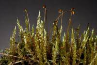 Attēlu rezultāti vaicājumam “Calliergon cordifolium”