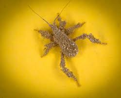 Attēlu rezultāti vaicājumam “Reduvius personatus”