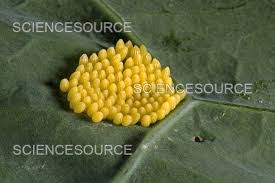 Attēlu rezultāti vaicājumam “Pieris brassicae underside”