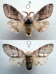 Attēlu rezultāti vaicājumam “Calliteara pudibunda”