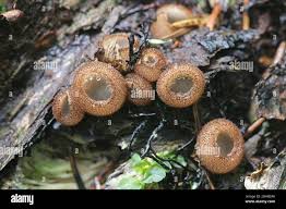 Attēlu rezultāti vaicājumam “Humaria hemisphaerica”