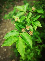 Attēlu rezultāti vaicājumam “Euonymus verrucosus leaf”