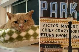 Image result for invisible cat