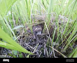 Attēlu rezultāti vaicājumam “Emberiza schoeniclus nest”