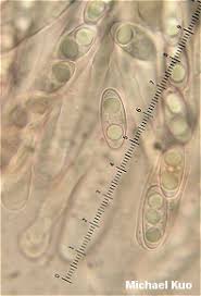 Attēlu rezultāti vaicājumam “Gyromitra infula”