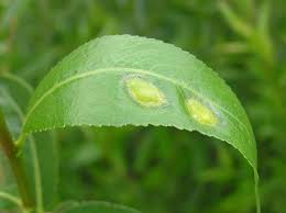 Attēlu rezultāti vaicājumam “Pontania proxima”