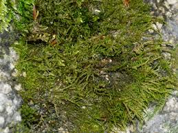 Attēlu rezultāti vaicājumam “Cratoneuron filicinum”