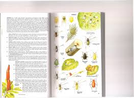 Attēlu rezultāti vaicājumam “Edwardsiana geometrica”