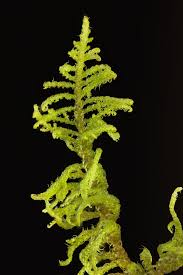 Attēlu rezultāti vaicājumam “Palustriella”