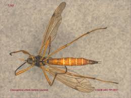 Attēlu rezultāti vaicājumam “Tipulidae female”