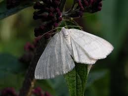 Attēlu rezultāti vaicājumam “Cabera pusaria”