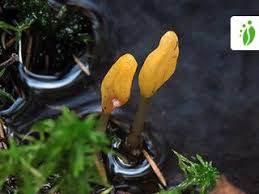 Attēlu rezultāti vaicājumam “Mitrula paludosa”