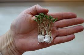 Image result for Gartenkresse