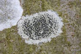 Attēlu rezultāti vaicājumam “Lecidella elaeochroma”