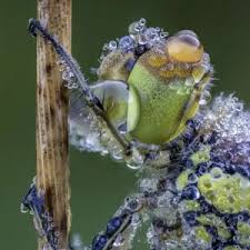 Attēlu rezultāti vaicājumam “Physarum murinum macro”