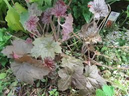 Image result for HEUCHERA americana 'Palace Purple Auslese'