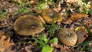 Attēlu rezultāti vaicājumam “Lactarius necator”