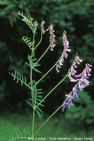 Attēlu rezultāti vaicājumam “Vicia tenuifolia”