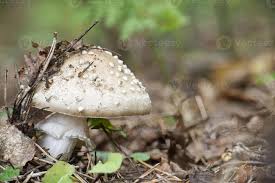 Attēlu rezultāti vaicājumam “Amanita citrina”