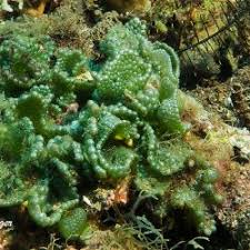 Attēlu rezultāti vaicājumam “Diachea dictyospora (syn. Craterium dictyosporum)”