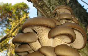 Attēlu rezultāti vaicājumam “Pleurotus ostreatus”