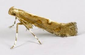 Attēlu rezultāti vaicājumam “Calybites phasianipennella”