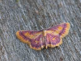 Attēlu rezultāti vaicājumam “Idaea muricata”