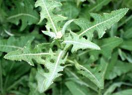 Attēlu rezultāti vaicājumam “Sonchus arvensis subsp. uliginosus fruit”