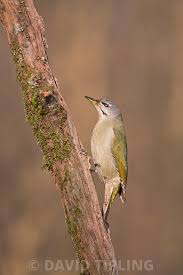 Attēlu rezultāti vaicājumam “Picus canus female”