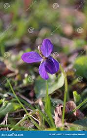 Attēlu rezultāti vaicājumam “Viola epipsila flower”