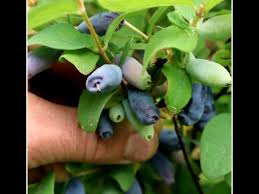 Attēlu rezultāti vaicājumam “Lonicera caerulea var. pallasii fruit”