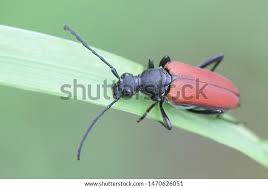 Attēlu rezultāti vaicājumam “Anastrangalia sanguinolenta female”