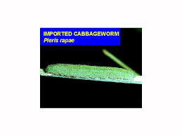 Attēlu rezultāti vaicājumam “Pieris rapae larva”