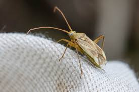 Attēlu rezultāti vaicājumam “Adelphocoris lineolatus imago”