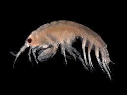 Attēlu rezultāti vaicājumam “Amphipoda”