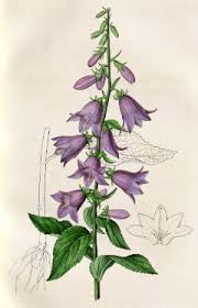 Image result for Campanula trachelium