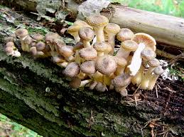 Attēlu rezultāti vaicājumam “Armillaria mellea”