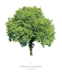 Attēlu rezultāti vaicājumam “Ulmus minor”