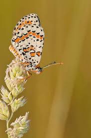 Attēlu rezultāti vaicājumam “Melitaea diamina”