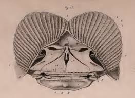 Image result for Rhinoptera brasiliensis